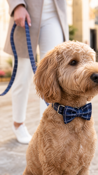 Close-up of navy windowpane collar and bow tie with owner walking dog on matching leash in background