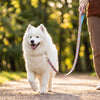 Modern Geometric Dog Leash