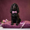 Purple Floral Collar, Bow & Leash Set